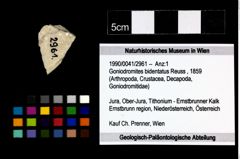 Foto (Objekt + Etikett) von Goniodromites bidentatus (Reuss, 1859)  (NHMW-GEO-1990-0041-2961)